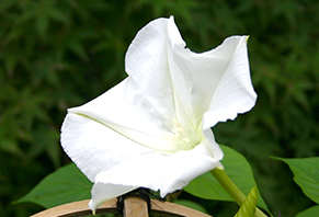 町の花ゆうがお